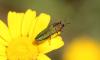 Anthaxia hungarica